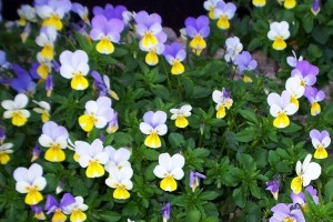 Pansies