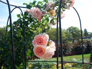 Climbing Rose